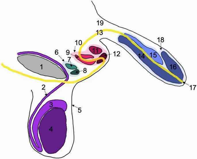 Người đàn ông sống đến 78 tuổi mà không biết mình có 3 dương vật- Ảnh 4. Người đàn ông sống đến 78 tuổi mà không biết mình có 3 dương vật- Ảnh 4.