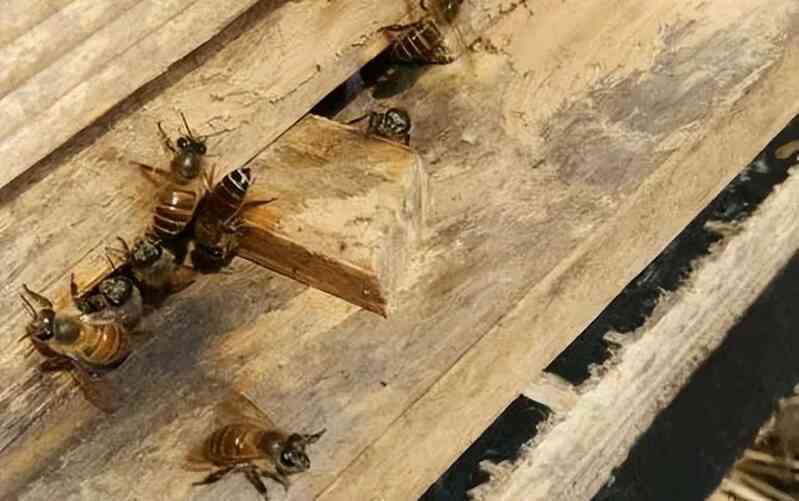 Tại sao loài ong thường tụ tập với số lượng lớn ở ngay bên ngoài cửa tổ?- Ảnh 2. Tại sao loài ong thường tụ tập với số lượng lớn ở ngay bên ngoài cửa tổ?- Ảnh 2.