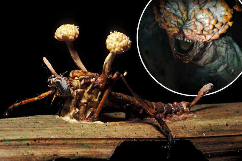 Nấm có thể thực sự gây ra ngày tận thế zombie giống như trong 'The Last of Us'?- Ảnh 5. Nấm có thể thực sự gây ra ngày tận thế zombie giống như trong 'The Last of Us'?- Ảnh 5.