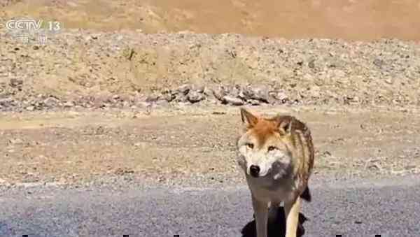 Ngày càng có nhiều con sói lớn ở Hoh Xil dần biến thành 'chó Husky'- Ảnh 2. Ngày càng có nhiều con sói lớn ở Hoh Xil dần biến thành 'chó Husky'- Ảnh 2.