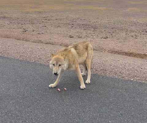 Ngày càng có nhiều con sói lớn ở Hoh Xil dần biến thành 'chó Husky'- Ảnh 3. Ngày càng có nhiều con sói lớn ở Hoh Xil dần biến thành 'chó Husky'- Ảnh 3.