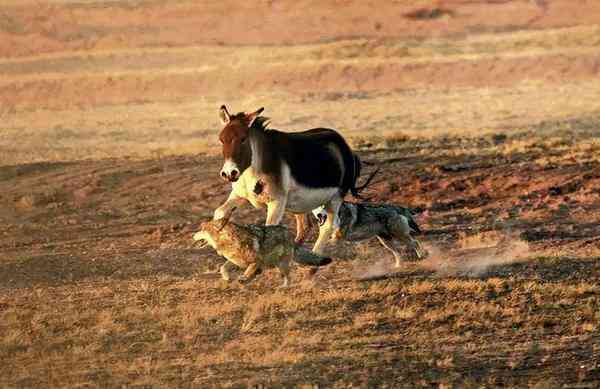 Ngày càng có nhiều con sói lớn ở Hoh Xil dần biến thành 'chó Husky'- Ảnh 5. Ngày càng có nhiều con sói lớn ở Hoh Xil dần biến thành 'chó Husky'- Ảnh 5.