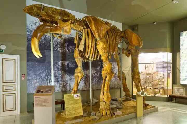 Vì sao loài voi cổ đại Deinotherium lại có những chiếc ngà mọc ngược?- Ảnh 2. Vì sao loài voi cổ đại Deinotherium lại có những chiếc ngà mọc ngược?- Ảnh 2.
