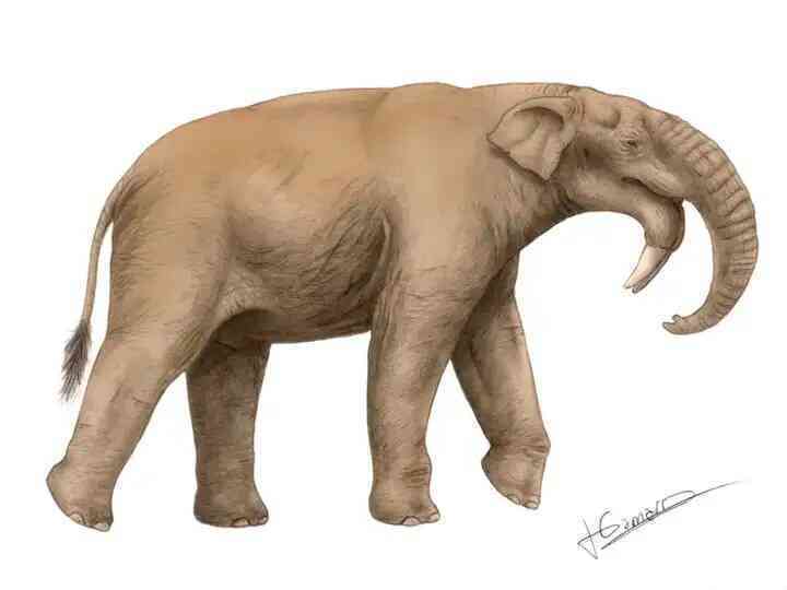 Vì sao loài voi cổ đại Deinotherium lại có những chiếc ngà mọc ngược?- Ảnh 3. Vì sao loài voi cổ đại Deinotherium lại có những chiếc ngà mọc ngược?- Ảnh 3.