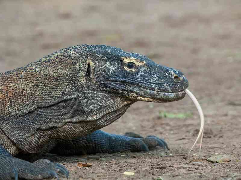 Rồng Komodo: Những cuộc gặp gỡ đầy nguy hiểm với 'vua thằn lằn'