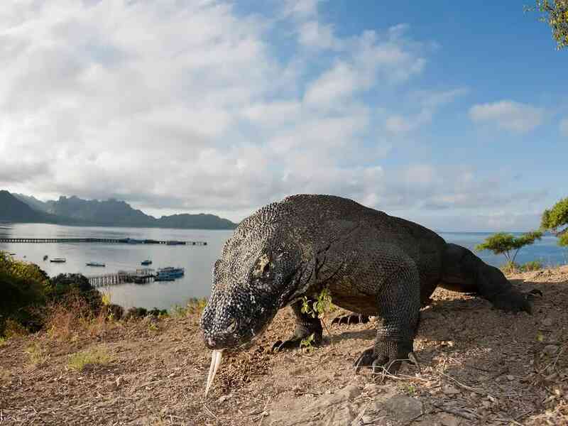 Rồng Komodo: Những cuộc gặp gỡ đầy nguy hiểm với 'vua thằn lằn'- Ảnh 2. Rồng Komodo: Những cuộc gặp gỡ đầy nguy hiểm với 'vua thằn lằn'- Ảnh 2.