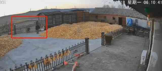 Hổ Siberia đột nhập vào làng giữa ban ngày tại Trung Quốc