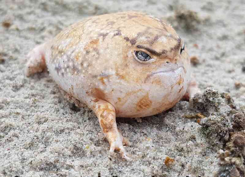 Desert rain frog: Loài ếch sở hữu gương mặt 'cáu kỉnh' nhất trên sa mạc