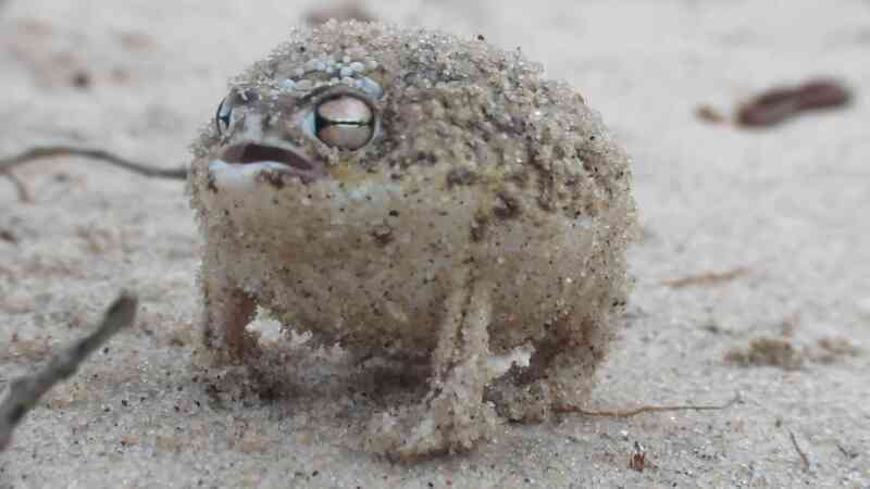 Desert rain frog: Loài ếch sở hữu gương mặt 'cáu kỉnh' nhất trên sa mạc- Ảnh 2. Desert rain frog: Loài ếch sở hữu gương mặt 'cáu kỉnh' nhất trên sa mạc- Ảnh 2.