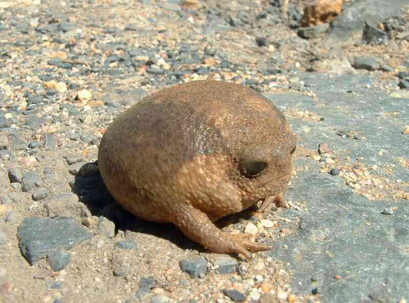 Desert rain frog: Loài ếch sở hữu gương mặt 'cáu kỉnh' nhất trên sa mạc- Ảnh 3. Desert rain frog: Loài ếch sở hữu gương mặt 'cáu kỉnh' nhất trên sa mạc- Ảnh 3.