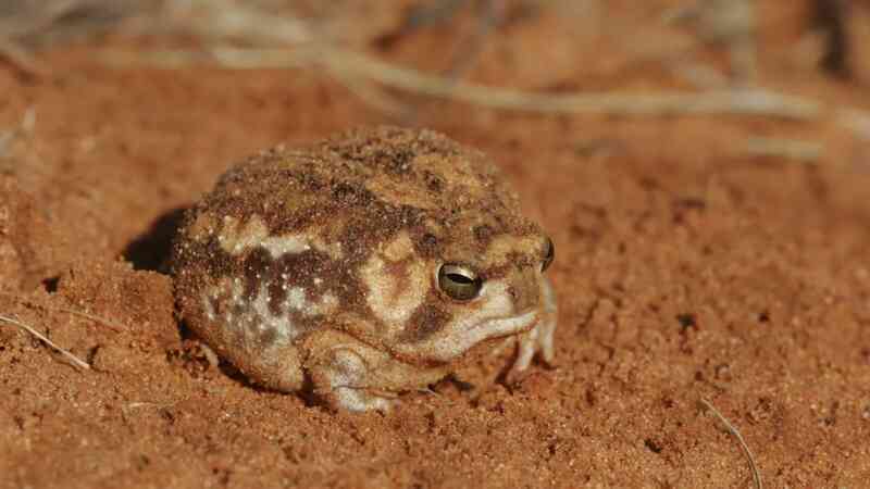 Desert rain frog: Loài ếch sở hữu gương mặt 'cáu kỉnh' nhất trên sa mạc- Ảnh 4. Desert rain frog: Loài ếch sở hữu gương mặt 'cáu kỉnh' nhất trên sa mạc- Ảnh 4.