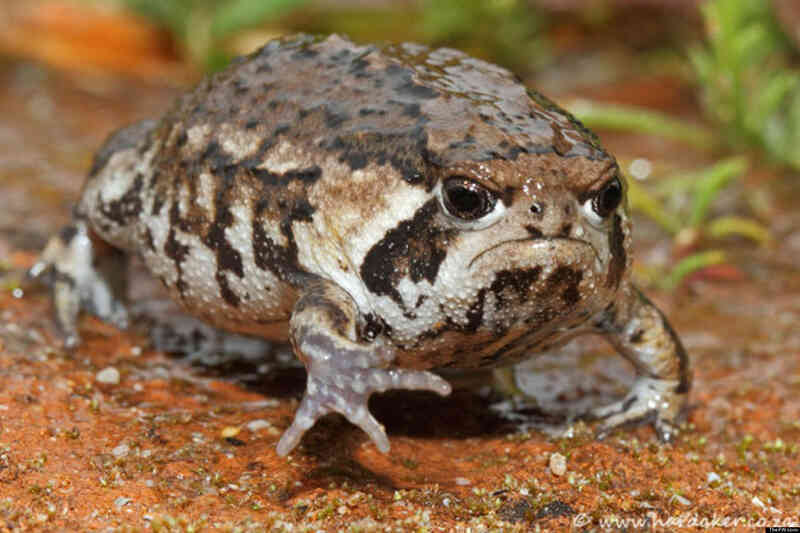 Desert rain frog: Loài ếch sở hữu gương mặt 'cáu kỉnh' nhất trên sa mạc- Ảnh 5. Desert rain frog: Loài ếch sở hữu gương mặt 'cáu kỉnh' nhất trên sa mạc- Ảnh 5.