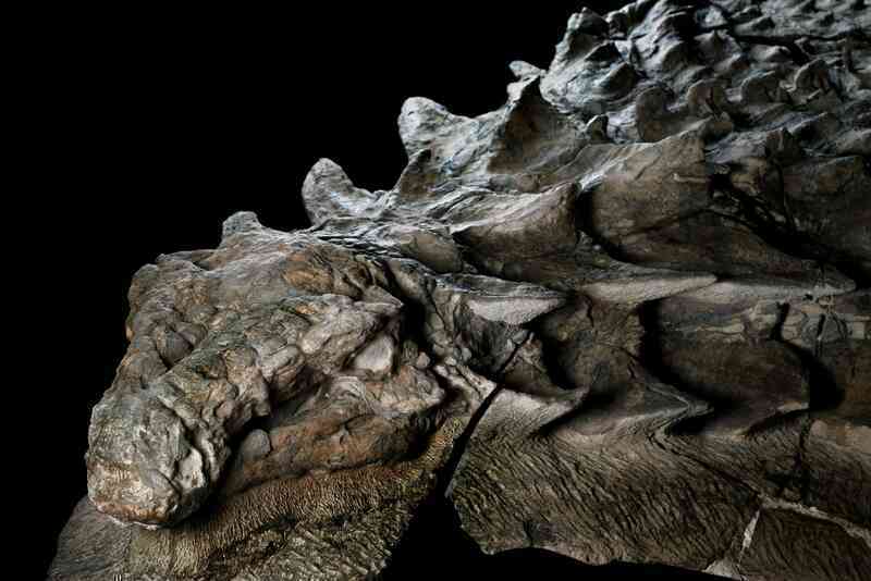 Áo giáp của khủng long Ankylosaur có thể chịu được tác động của một vụ tai nạn xe hơi tốc độ cao không?- Ảnh 2. Áo giáp của khủng long Ankylosaur có thể chịu được tác động của một vụ tai nạn xe hơi tốc độ cao không?- Ảnh 2.