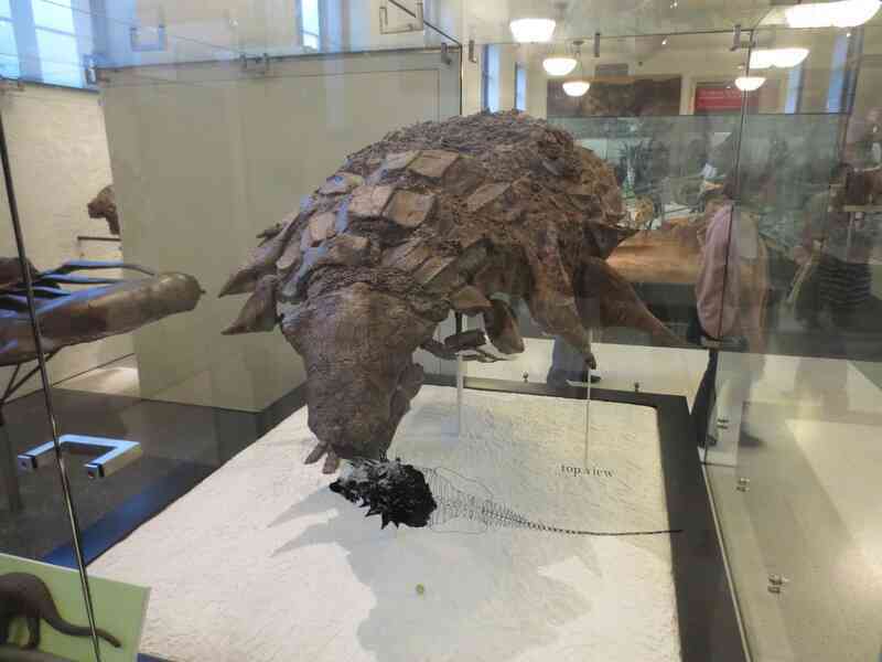 Áo giáp của khủng long Ankylosaur có thể chịu được tác động của một vụ tai nạn xe hơi tốc độ cao không?- Ảnh 5. Áo giáp của khủng long Ankylosaur có thể chịu được tác động của một vụ tai nạn xe hơi tốc độ cao không?- Ảnh 5.