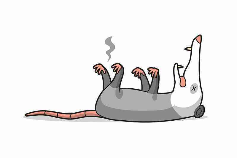 Tại sao một số loài động vật lại có hành vi giả chết?- Ảnh 2. Tại sao một số loài động vật lại có hành vi giả chết?- Ảnh 2.