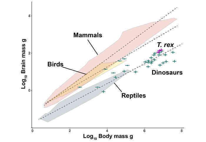 Chúng ta có thể đã sai về T. rex một lần nữa: 'Thông minh như khỉ' hay chỉ là lời đồn?- Ảnh 2. Chúng ta có thể đã sai về T. rex một lần nữa: 'Thông minh như khỉ' hay chỉ là lời đồn?- Ảnh 2.