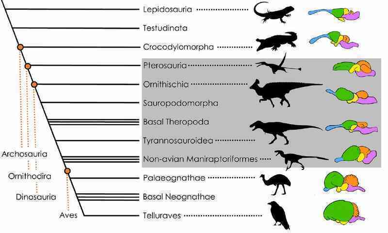 Chúng ta có thể đã sai về T. rex một lần nữa: 'Thông minh như khỉ' hay chỉ là lời đồn?- Ảnh 3. Chúng ta có thể đã sai về T. rex một lần nữa: 'Thông minh như khỉ' hay chỉ là lời đồn?- Ảnh 3.