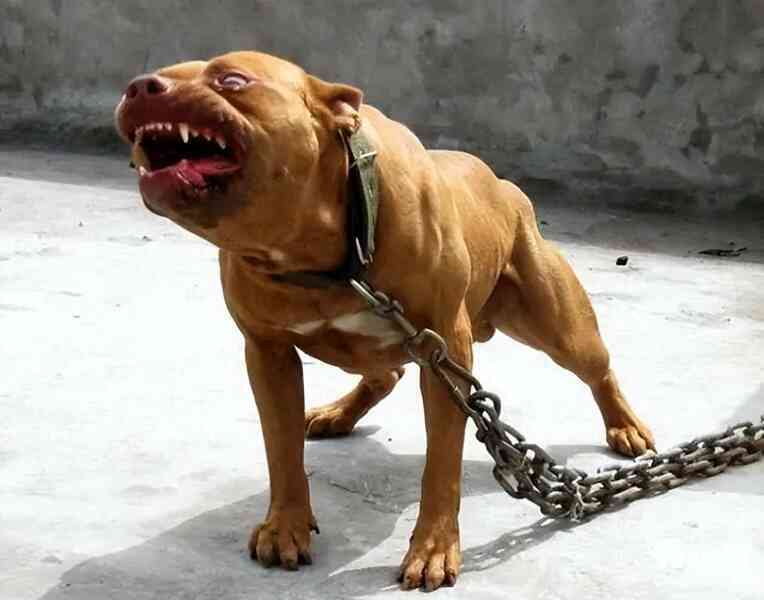 Chó ngao Tây Tạng, chó Pitbull và linh cẩu châu Phi, hiệu quả chiến đấu của ba loài động vật được xếp hạng như thế nào?