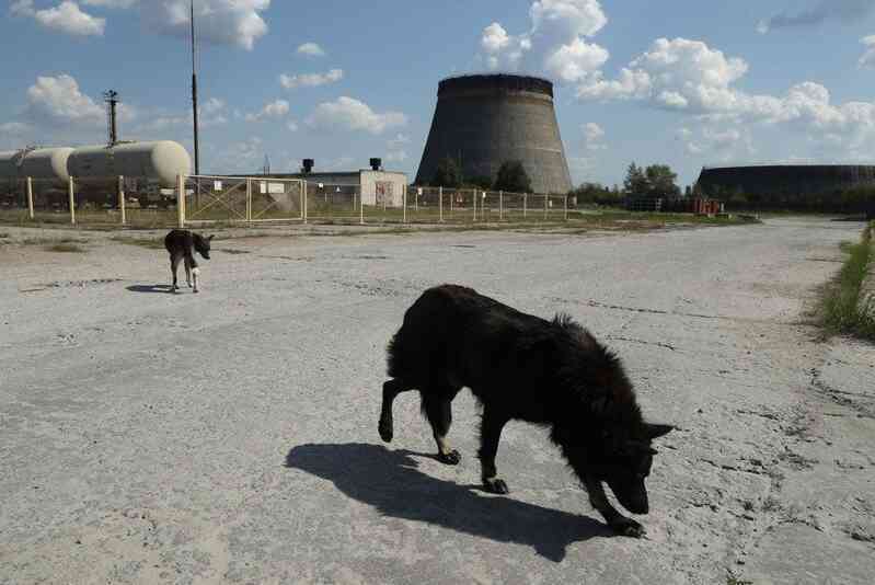 Tại sao những con chó tại Chernobyl trải qua quá trình tiến hóa vô cùng nhanh chóng?