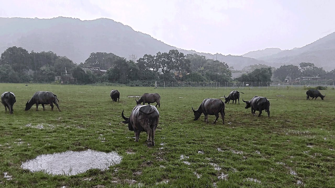 Nghiên cứu cho thấy trâu nước sống rất tình cảm, thích kết bạn mà không quan trọng tầng lớp địa vị, chỉ cần hợp tính là sẽ chơi- Ảnh 2. Nghiên cứu cho thấy trâu nước sống rất tình cảm, thích kết bạn mà không quan trọng tầng lớp địa vị, chỉ cần hợp tính là sẽ chơi- Ảnh 2.