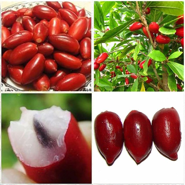 Những loại trái cây kỳ lạ nhất trên hành tinh của chúng ta!- Ảnh 4. Những loại trái cây kỳ lạ nhất trên hành tinh của chúng ta!- Ảnh 4.