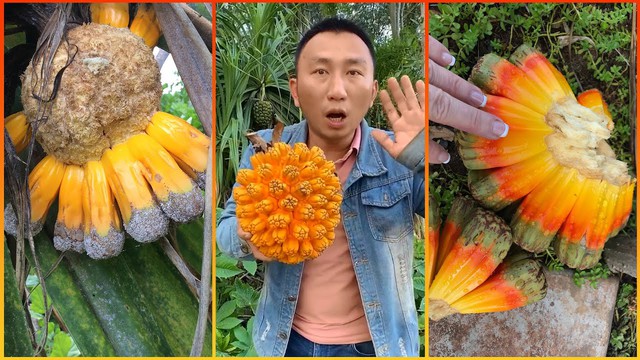 Những loại trái cây kỳ lạ nhất trên hành tinh của chúng ta!- Ảnh 7. Những loại trái cây kỳ lạ nhất trên hành tinh của chúng ta!- Ảnh 7.