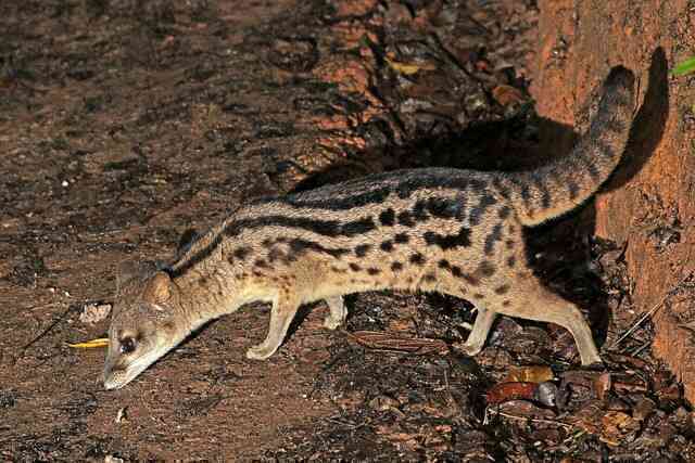 Hé lộ bí ẩn đằng sau quá trình giao phối kéo dài 8 giờ của loài cầy hương Madagascar, loài có thời gian giao phối lâu nhất hành tinh! - Ảnh 2. Hé lộ bí ẩn đằng sau quá trình giao phối kéo dài 8 giờ của loài cầy hương Madagascar, loài có thời gian giao phối lâu nhất hành tinh! - Ảnh 2.