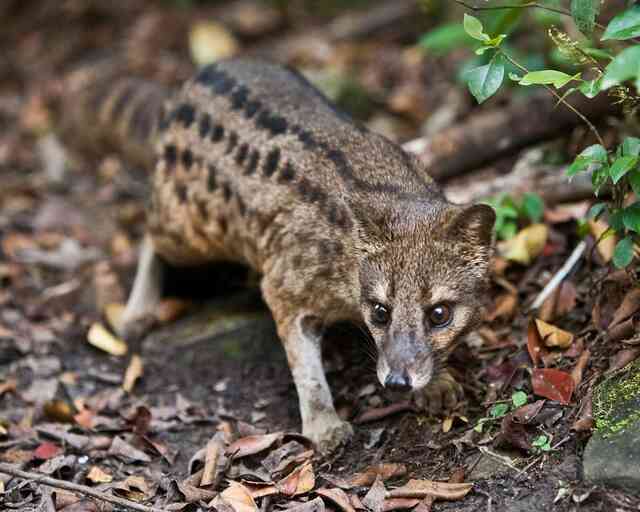 Hé lộ bí ẩn đằng sau quá trình giao phối kéo dài 8 giờ của loài cầy hương Madagascar, loài có thời gian giao phối lâu nhất hành tinh! - Ảnh 3. Hé lộ bí ẩn đằng sau quá trình giao phối kéo dài 8 giờ của loài cầy hương Madagascar, loài có thời gian giao phối lâu nhất hành tinh! - Ảnh 3.