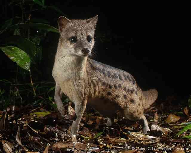 Hé lộ bí ẩn đằng sau quá trình giao phối kéo dài 8 giờ của loài cầy hương Madagascar, loài có thời gian giao phối lâu nhất hành tinh! - Ảnh 4. Hé lộ bí ẩn đằng sau quá trình giao phối kéo dài 8 giờ của loài cầy hương Madagascar, loài có thời gian giao phối lâu nhất hành tinh! - Ảnh 4.