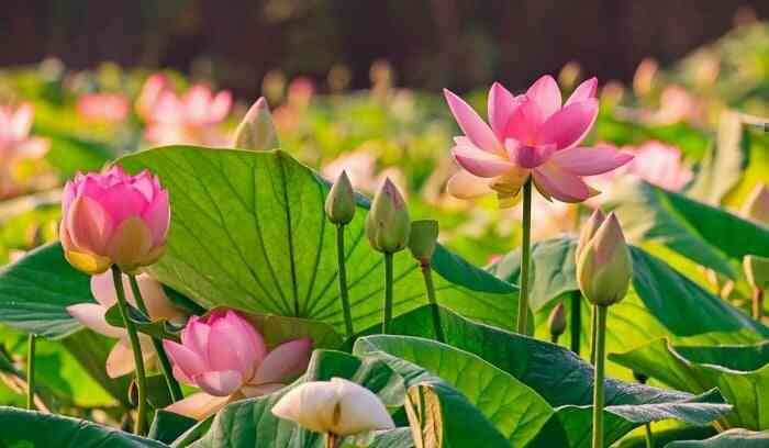Tự hào Việt Nam: Sắp phóng Tự hào Việt Nam: Sắp phóng