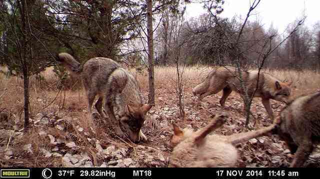 Những con sói đột biến ở Chernobyl dường như đã phát triển một số loại khả năng chống lại bệnh ung thư- Ảnh 2. Những con sói đột biến ở Chernobyl dường như đã phát triển một số loại khả năng chống lại bệnh ung thư- Ảnh 2.