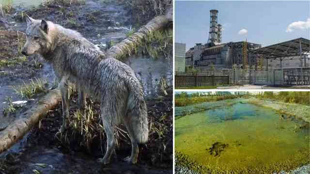 Những con sói đột biến ở Chernobyl dường như đã phát triển một số loại khả năng chống lại bệnh ung thư- Ảnh 3. Những con sói đột biến ở Chernobyl dường như đã phát triển một số loại khả năng chống lại bệnh ung thư- Ảnh 3.
