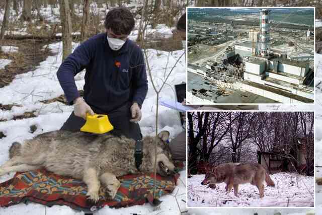 Những con sói đột biến ở Chernobyl dường như đã phát triển một số loại khả năng chống lại bệnh ung thư- Ảnh 4. Những con sói đột biến ở Chernobyl dường như đã phát triển một số loại khả năng chống lại bệnh ung thư- Ảnh 4.