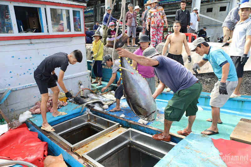 Triển khai phần mềm truy xuất nguồn gốc thủy sản, tháo gỡ 