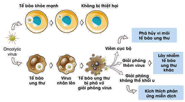 Virus không phải lúc nào cũng là kẻ phản diện, đây là 5 cách loài người 