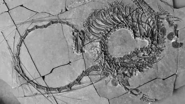 Các nhà khoa học chính thức tiết lộ hóa thạch của loài 'rồng' Trung Quốc!