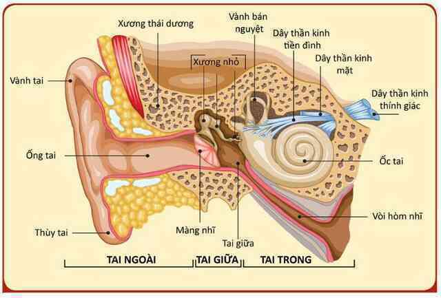 Tết hát karaoke quá 1 tiếng/ngày có thể khiến cả nhà bị tòe lông ốc tai, hiện chưa có thuốc chữa- Ảnh 5. Tết hát karaoke quá 1 tiếng/ngày có thể khiến cả nhà bị tòe lông ốc tai, hiện chưa có thuốc chữa- Ảnh 5.