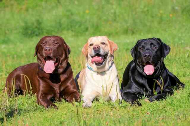 Chó tha mồi Labrador có một gen kỳ lạ, khiến chúng lúc nào cũng đói và dễ béo- Ảnh 2.