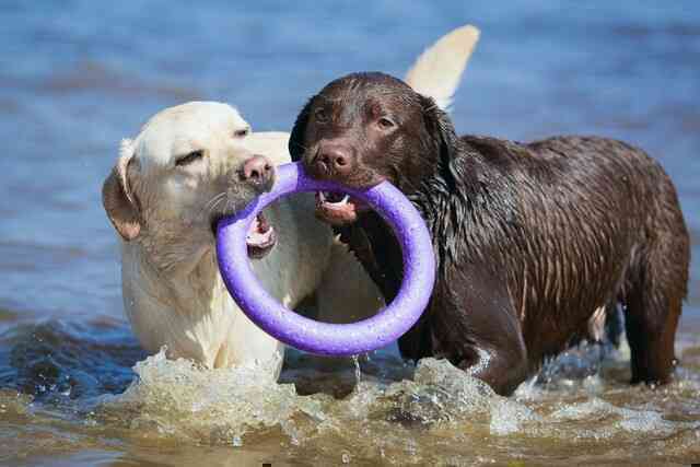 Chó tha mồi Labrador có một gen kỳ lạ, khiến chúng lúc nào cũng đói và dễ béo- Ảnh 4. Chó tha mồi Labrador có một gen kỳ lạ, khiến chúng lúc nào cũng đói và dễ béo- Ảnh 4.