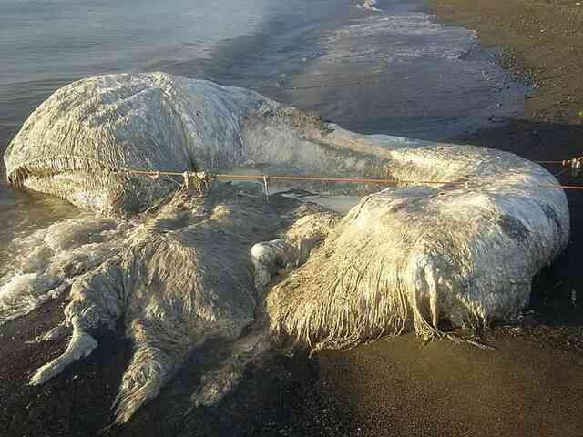Bí ẩn về những xác quái vật đầy lông lá trôi dạt vào bãi biển- Ảnh 3.