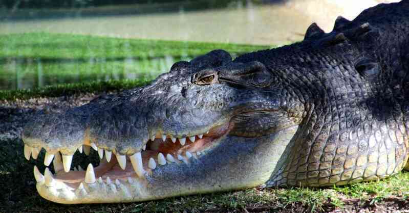 Cá sấu nước mặn là loài cá sấu lớn nhất và có vết cắn mạnh nhất trên Trái Đất
