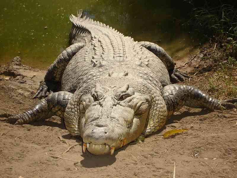 Cá sấu nước mặn là loài cá sấu lớn nhất và có vết cắn mạnh nhất trên Trái Đất- Ảnh 2.