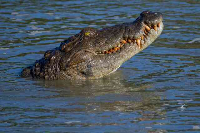 Cá sấu nước mặn là loài cá sấu lớn nhất và có vết cắn mạnh nhất trên Trái Đất- Ảnh 3.