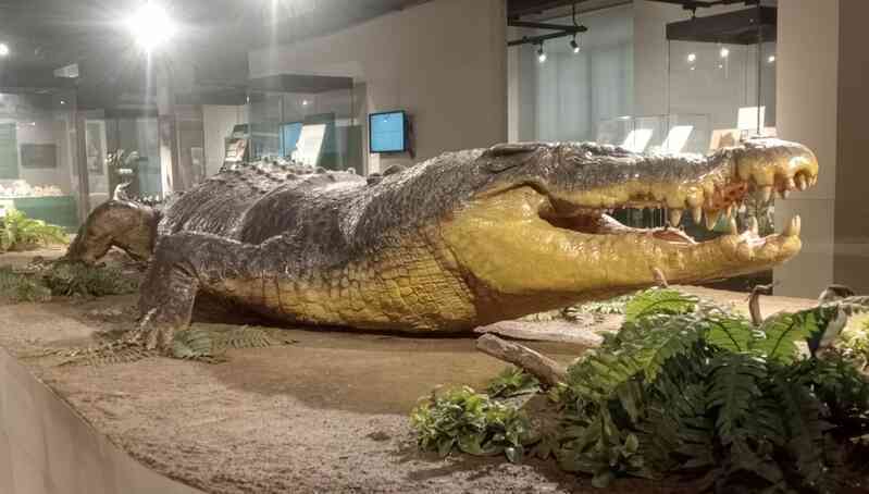 Cá sấu nước mặn là loài cá sấu lớn nhất và có vết cắn mạnh nhất trên Trái Đất- Ảnh 4.