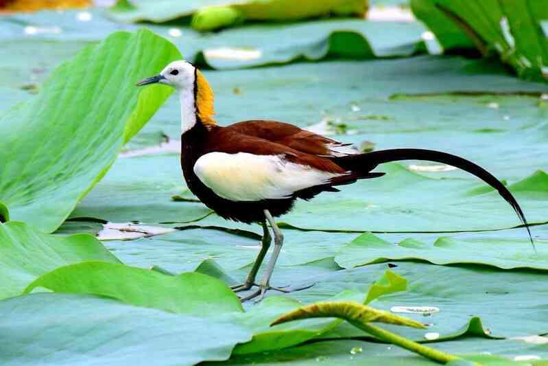 'Quái vật nhiều chân' trên mặt nước gây nghi ngờ về đột biến do ô nhiễm môi trường!- Ảnh 6. 'Quái vật nhiều chân' trên mặt nước gây nghi ngờ về đột biến do ô nhiễm môi trường!- Ảnh 6.