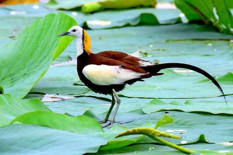 'Quái vật nhiều chân' trên mặt nước gây nghi ngờ về đột biến do ô nhiễm môi trường!- Ảnh 6.