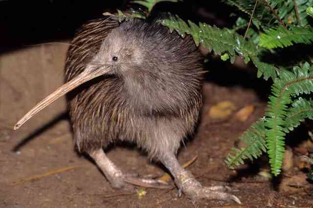 Tại sao chim kiwi lại tiến hóa không có cánh nhưng lại có khứu giác rất nhạy?- Ảnh 6. Tại sao chim kiwi lại tiến hóa không có cánh nhưng lại có khứu giác rất nhạy?- Ảnh 6.