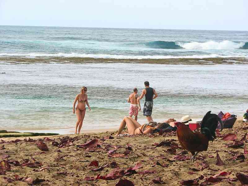 Vì sao Kauai của Hawaii lại được mệnh danh là đảo gà?- Ảnh 4. Vì sao Kauai của Hawaii lại được mệnh danh là đảo gà?- Ảnh 4.