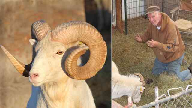 Ông lão 80 tuổi bị bắt vì nuôi trái phép số lượng lớn cừu 'đột biến'- Ảnh 3.