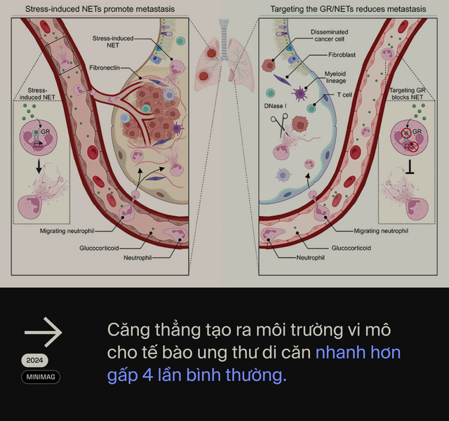 Ai đã "phát minh" ra stress: Tác nhân của 80% bệnh tật trên đời, bao gồm cả ung thư?- Ảnh 18. Ai đã "phát minh" ra stress: Tác nhân của 80% bệnh tật trên đời, bao gồm cả ung thư?- Ảnh 18.